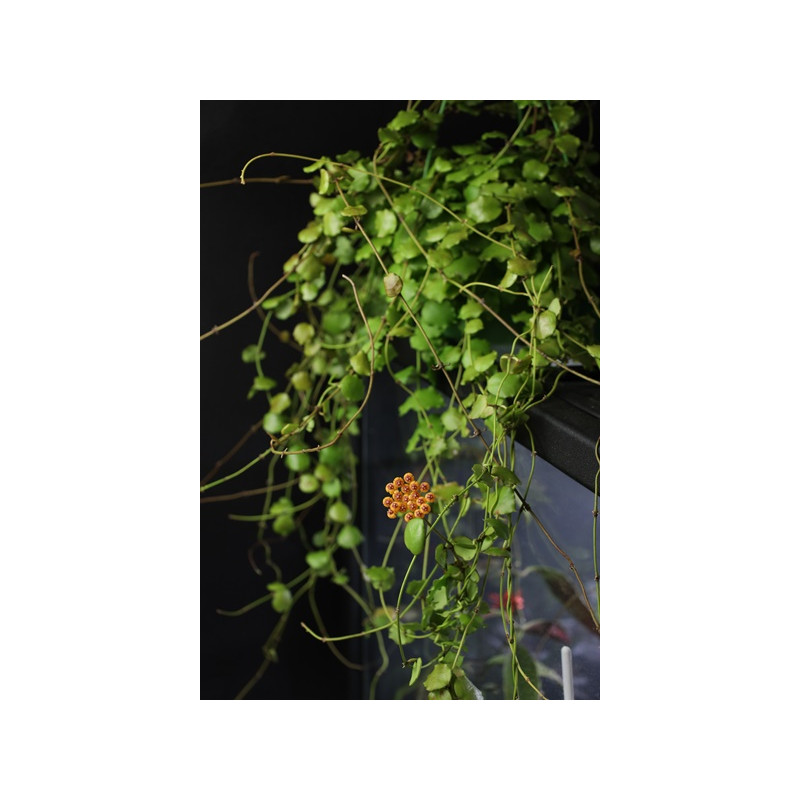 Hoya endauensis store with hoya flowers