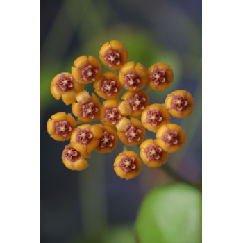 Hoya endauensis sklep z kwiatami hoya