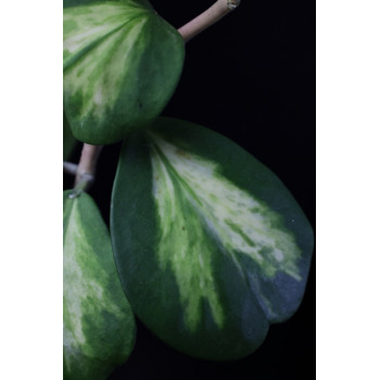 Hoya kerrii variegata spot center sklep internetowy