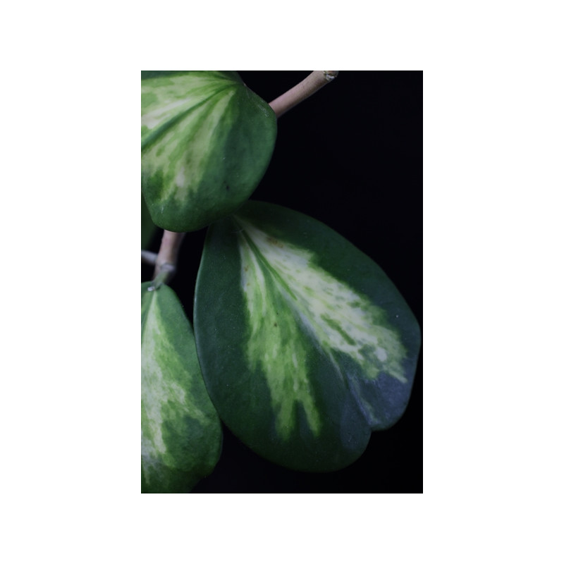 Hoya kerrii variegata spot center sklep z kwiatami hoya