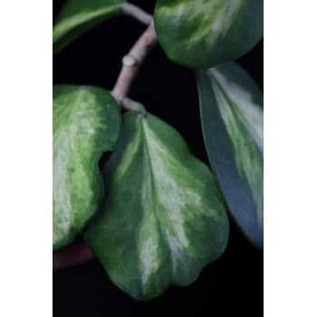 Hoya kerrii variegata spot center sklep z kwiatami hoya