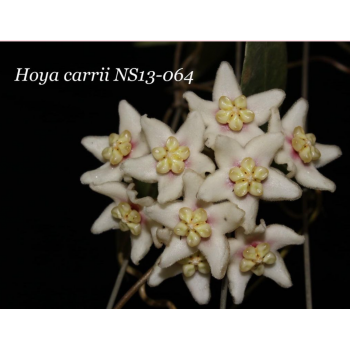 Hoya carrii NS13-064 store with hoya flowers