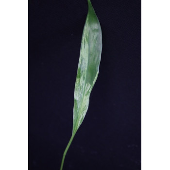 Spathiphyllum Picasso Peace Lily  ( tricolor leaves ) store with hoya flowers
