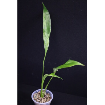 Spathiphyllum Picasso Peace Lily  ( tricolor leaves ) sklep internetowy