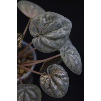 Peperomia 'Pink Lady' internet store