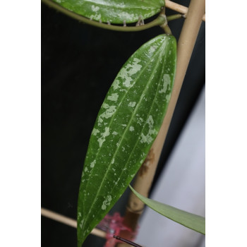 Hoya sp. Loei Province store with hoya flowers