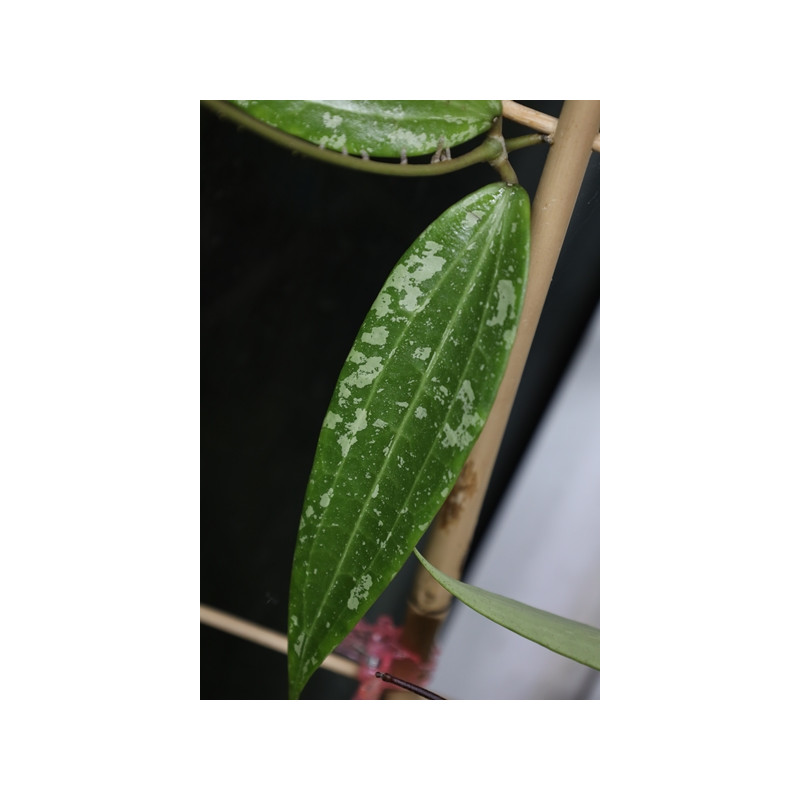 Hoya sp. Loei Province store with hoya flowers