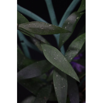 Hoya parviflora green internet store