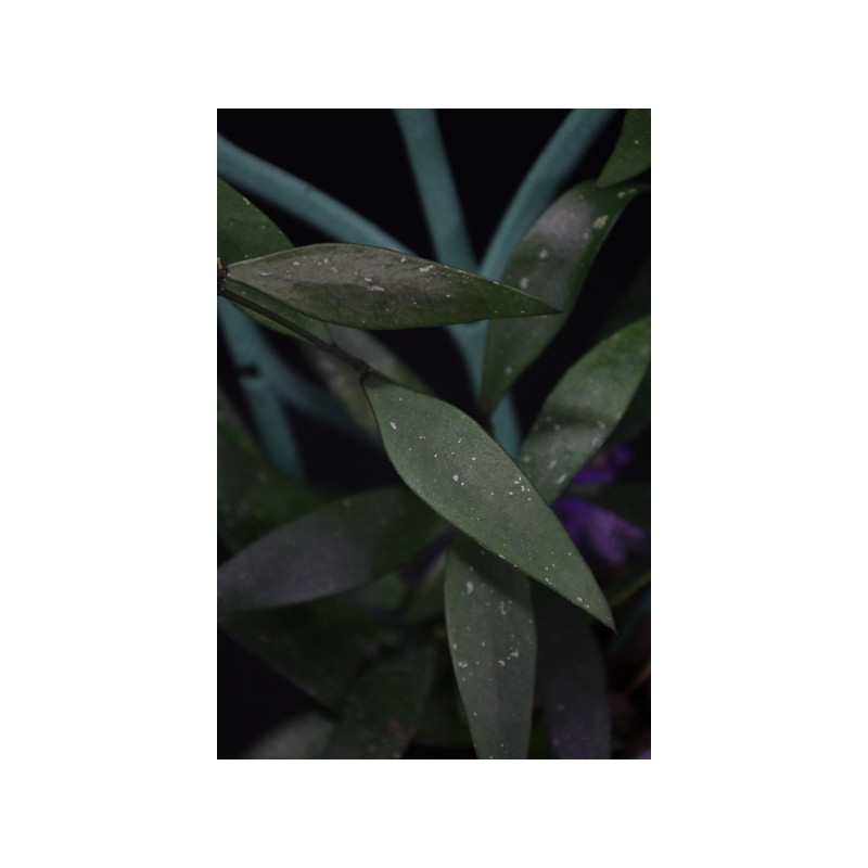 Hoya parviflora green sklep z kwiatami hoya