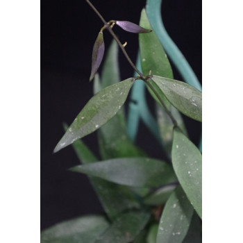 Hoya parviflora green sklep z kwiatami hoya