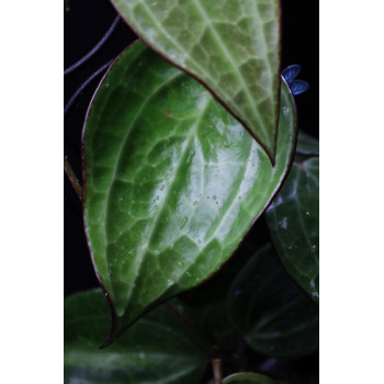 Hoya latifolia ( big leaves ) sklep internetowy
