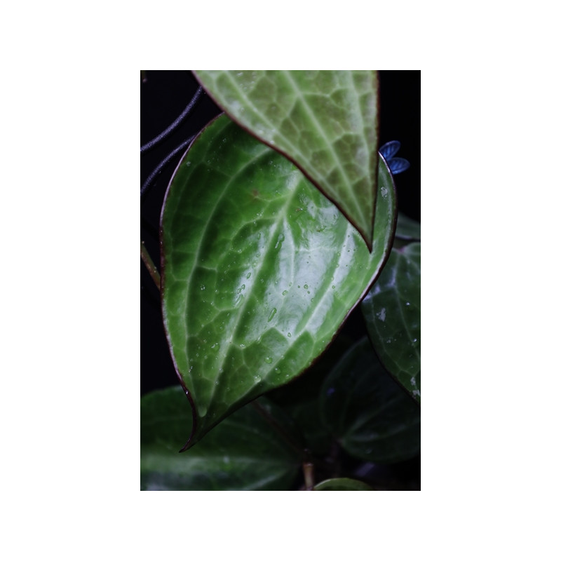 Hoya latifolia ( big leaves ) sklep z kwiatami hoya