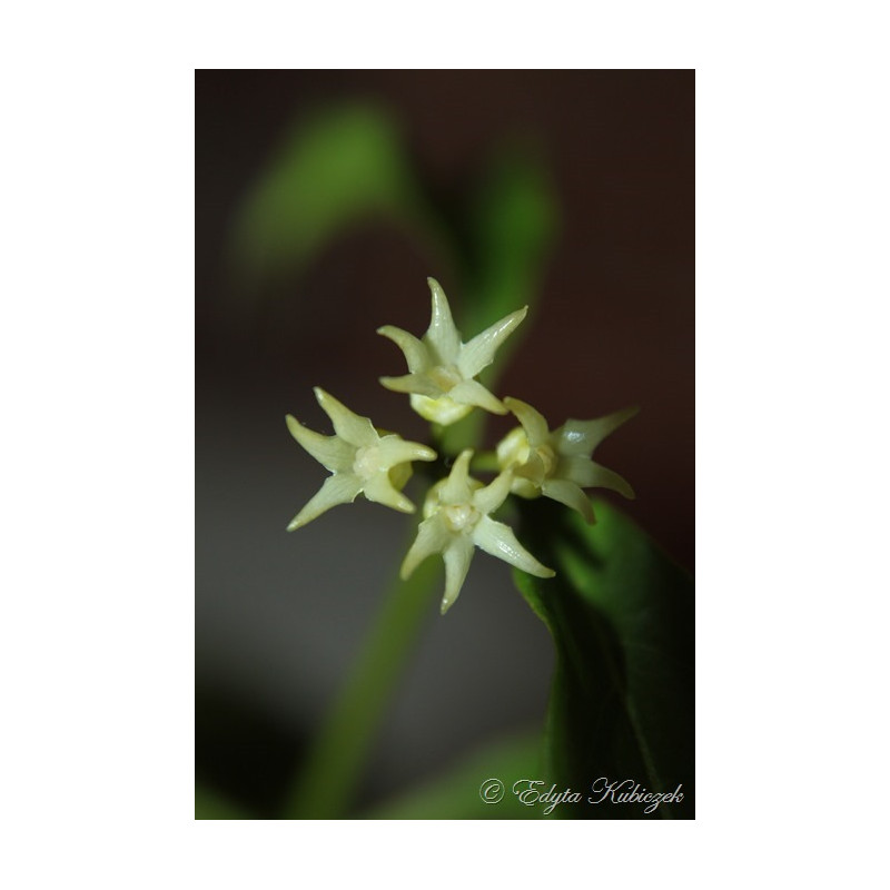 Hoya papaschonii sklep z kwiatami hoya