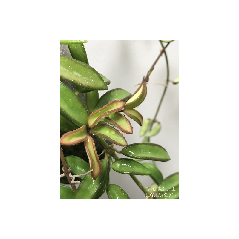 Hoya sp. Zambales PG04 sklep z kwiatami hoya