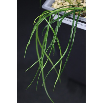Hoya stenophylla NS11-189 sklep internetowy
