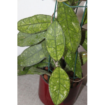Hoya finlaysonii wide, shape leaves EPC-318 sklep internetowy