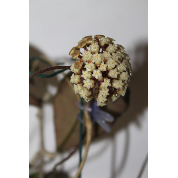 Hoya finlaysonii wide, shape leaves EPC-318 sklep z kwiatami hoya
