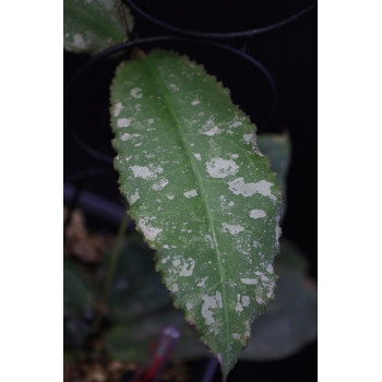 Hoya undulata ( splash, from Indonesia) internet store