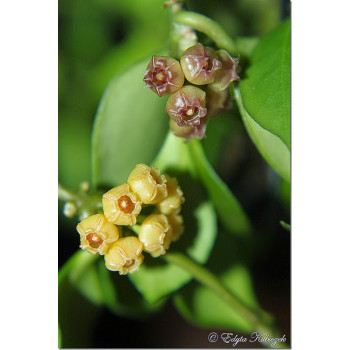 Hoya heuschkeliana  YELLOW sklep z kwiatami hoya