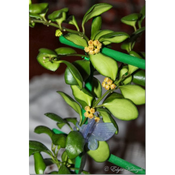 Hoya heuschkeliana  YELLOW sklep z kwiatami hoya