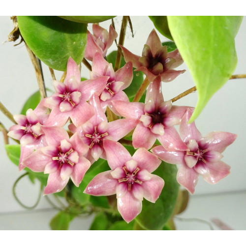 Hoya darwinii pink flowers - HOYAPASSION