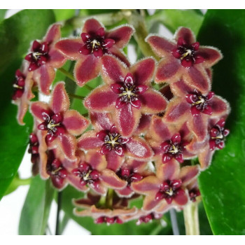 Hoya lamingtoniae sklep z kwiatami hoya