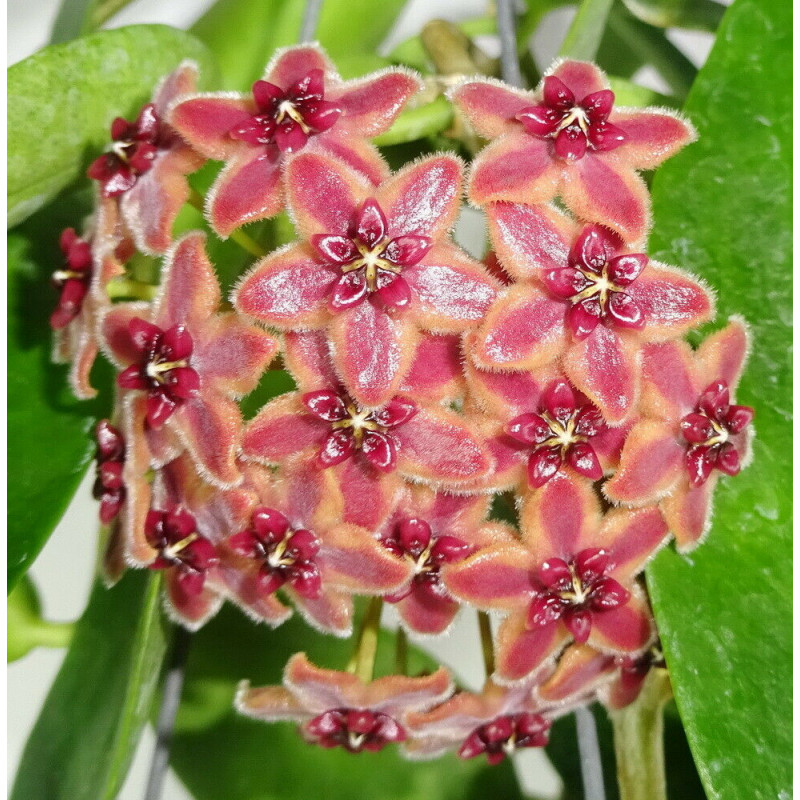 Hoya lamingtoniae - HOYAPASSION