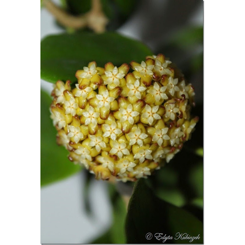 Hoya bicolor sklep z kwiatami hoya