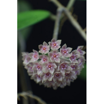 Hoya hanhiae pink sklep z kwiatami hoya