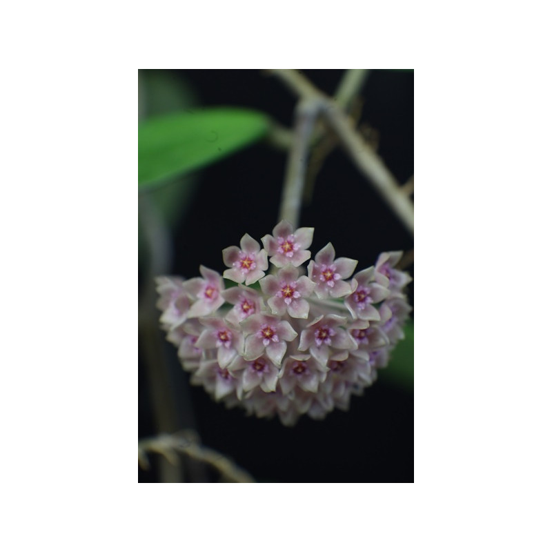 Hoya hanhiae pink sklep z kwiatami hoya