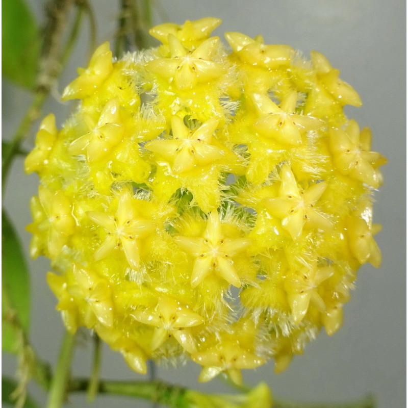 Hoya mindorensis yellow store with hoya flowers