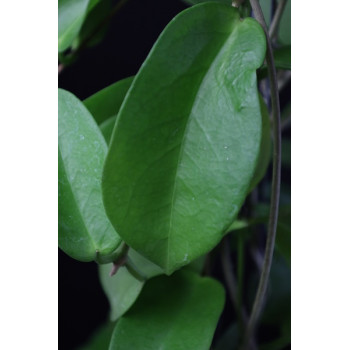 Hoya dimorpha sklep z kwiatami hoya