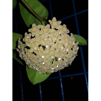 Hoya dimorpha sklep z kwiatami hoya