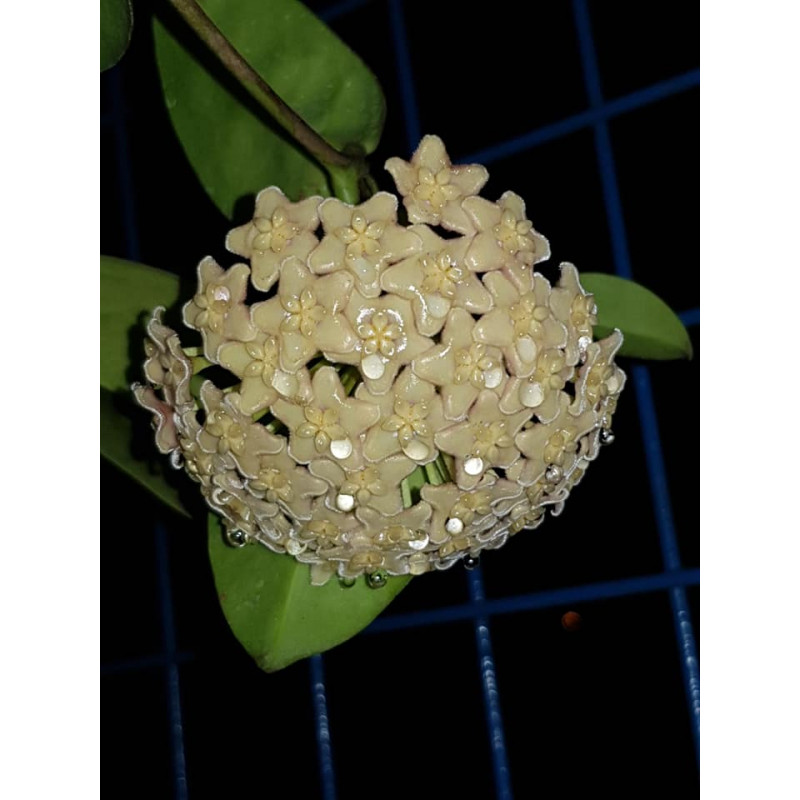 Hoya dimorpha store with hoya flowers