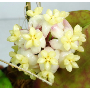 Hoya scortechinii WHITE store with hoya flowers