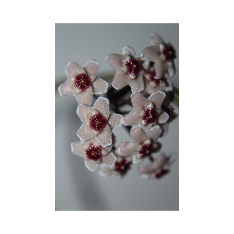 Hoya cv. 'Majic' sklep z kwiatami hoya