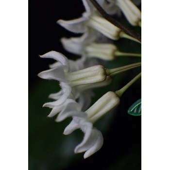 Hoya versteegii sklep z kwiatami hoya