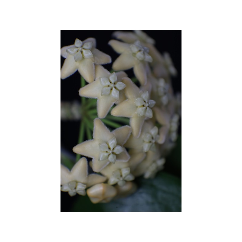 Hoya sp. UT030 Halmahera Island, Indonesia sklep z kwiatami hoya