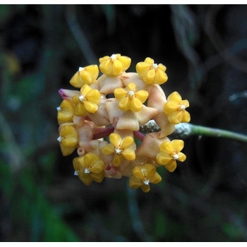 Hoya myrmecopa sklep z kwiatami hoya