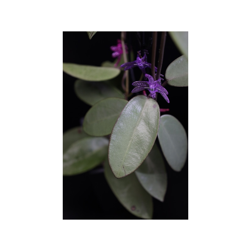 Hoya ‘Silver Dollar’ MB1405-AG (A) store with hoya flowers