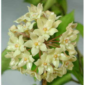 Hoya sp. Rangsan sklep z kwiatami hoya