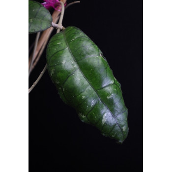 Hoya sp. Perak ( AH ) sklep z kwiatami hoya