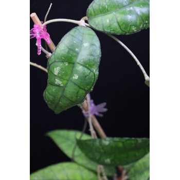 Hoya sp. Perak ( AH ) sklep z kwiatami hoya
