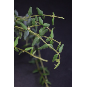 Hoya pyrifolia sklep z kwiatami hoya