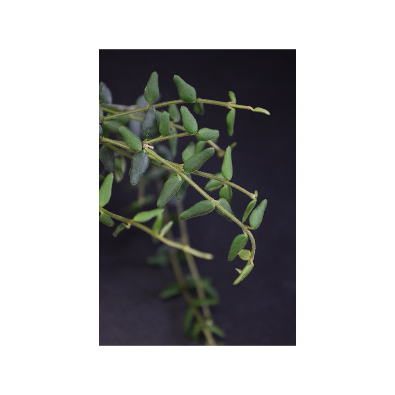 Hoya pyrifolia sklep z kwiatami hoya