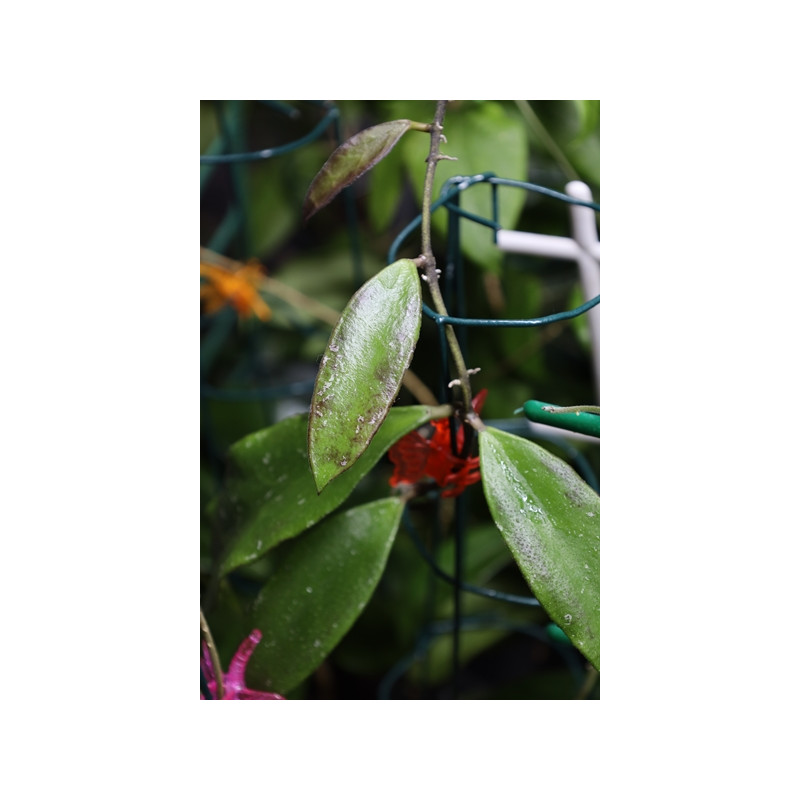 Hoya kloppenburgii ( long leaves ) sklep z kwiatami hoya