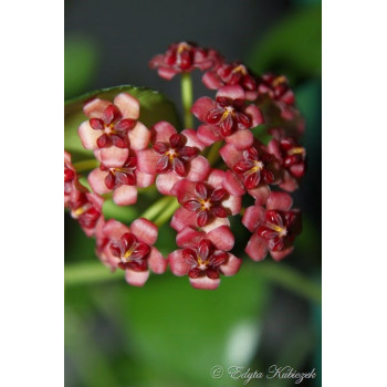 Hoya lucardenasiana store with hoya flowers