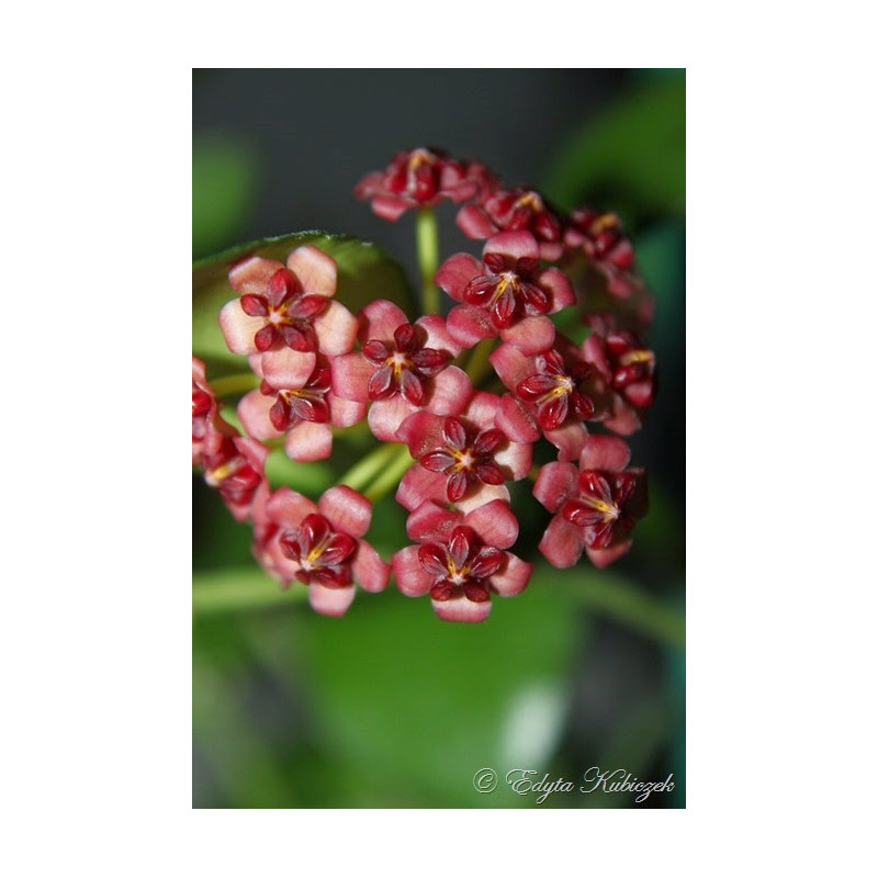 Hoya lucardenasiana store with hoya flowers