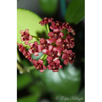 Hoya lucardenasiana store with hoya flowers