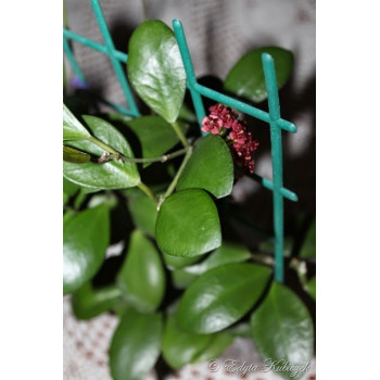 Hoya lucardenasiana store with hoya flowers